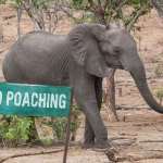 Elephant Poaching Declines In Africa, but 15,000 Still Illegally Killed Each Year