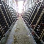 Swiss Voters to Decide on Whether to Allow Factory Farming to Continue in ‘Milestone' Moment